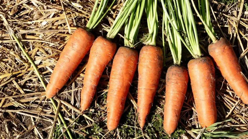 Sklizená mrkev