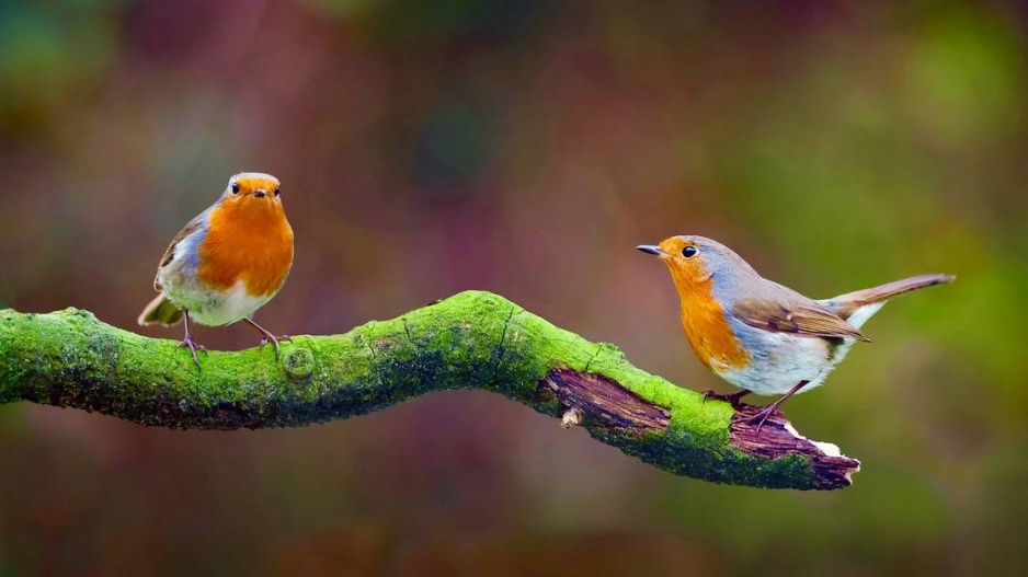 Červenka obecná (Erithacus rubecula) 