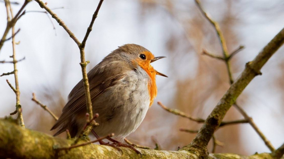 Červenka obecná (Erithacus rubecula) 