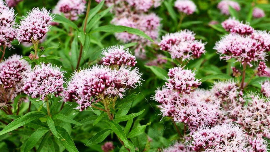 Kozlík lékařský (Valeriana officinalis)