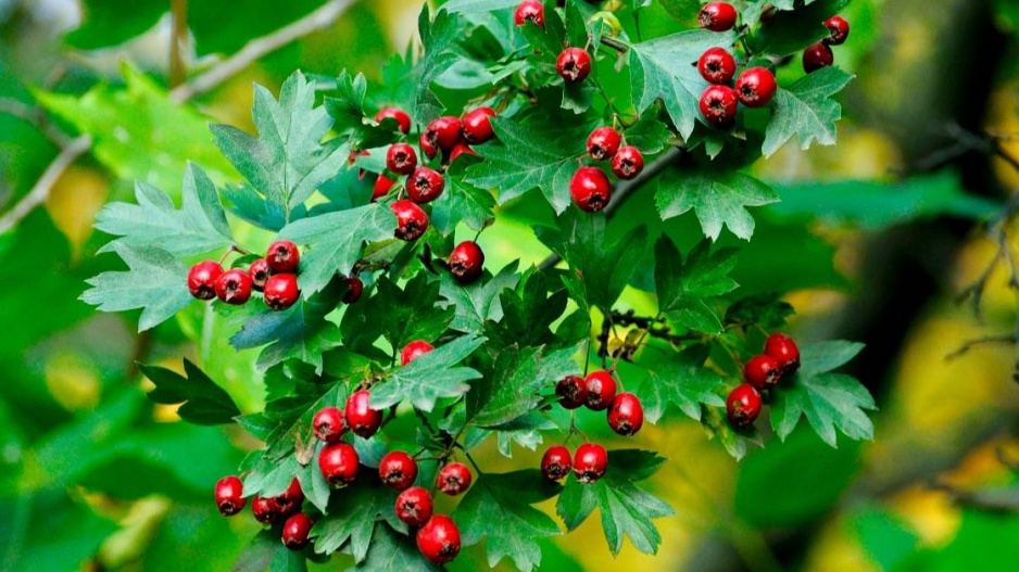 Hloh obecný (Crataegus laevigata)