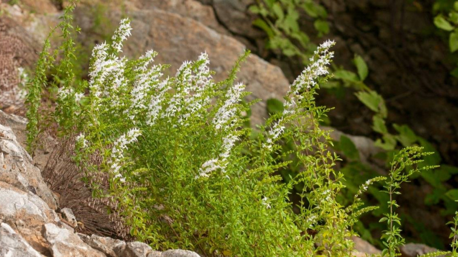 Drobnozel douškolistý (Micromeria thymifolia)