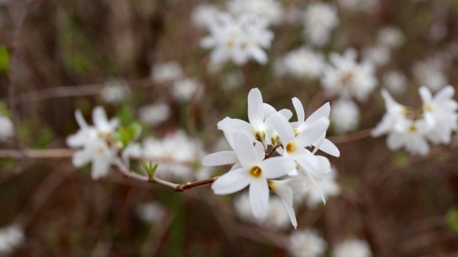 Abéliovník dvouřadý (Abeliophyllum distichum)