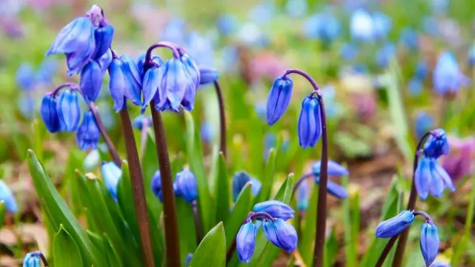 Ladoňka sibiřská (Scilla siberica) Ladoňka sibiřská (Scilla siberica)