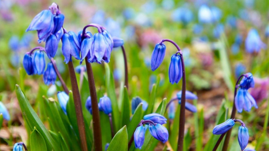 Ladoňka sibiřská (Scilla siberica)