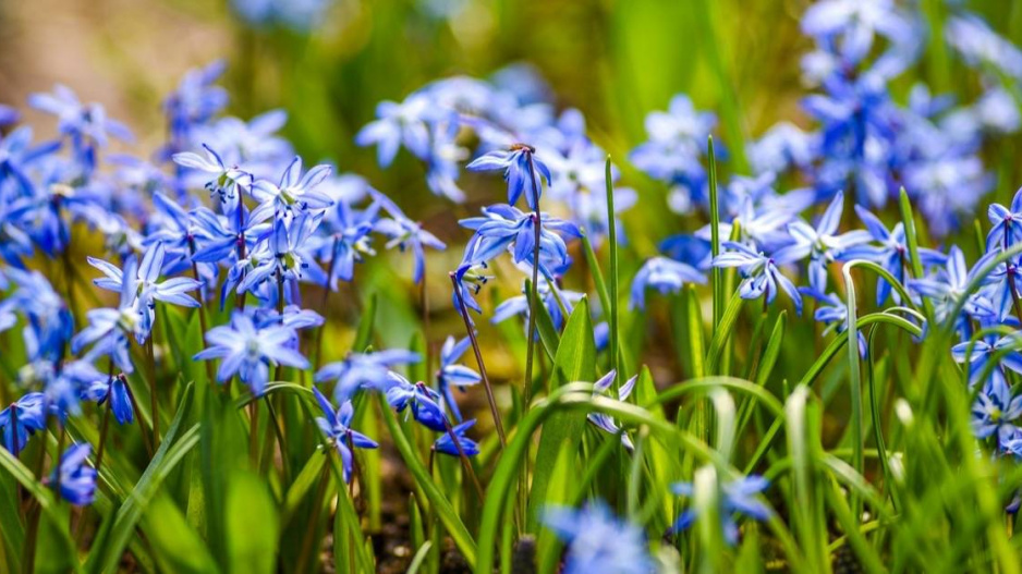 Ladonička zářící (Chionodoxa luciliae)