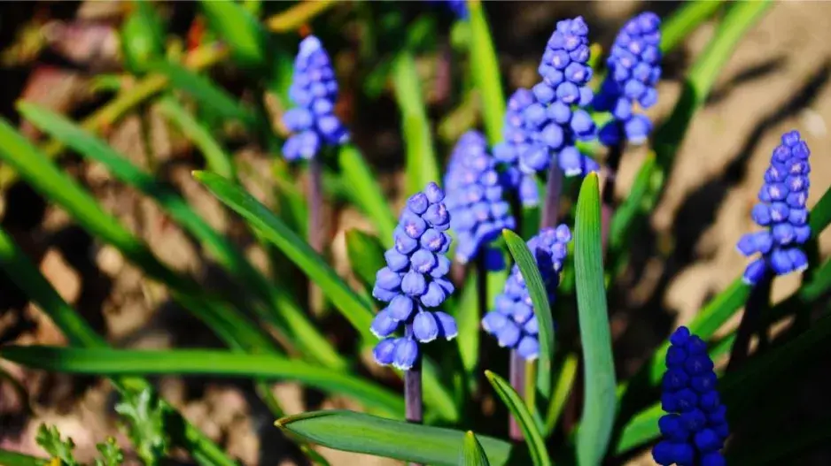 Modřenec arménský (Muscari armeniacum) Modřenec arménský (Muscari armeniacum)