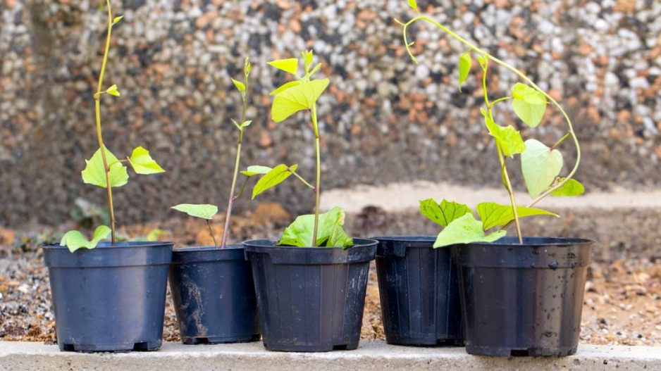 Sazenice povijnice batátové (Ipomoea batatas)