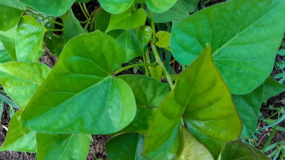 Listy povijnice batátové (Ipomoea batatas)