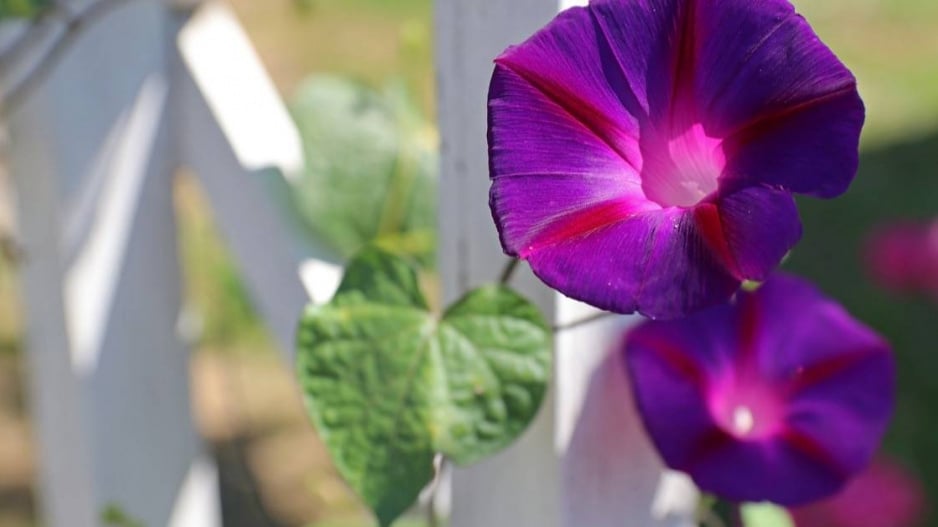 Povijnice nachová (Ipomoea purpurea)