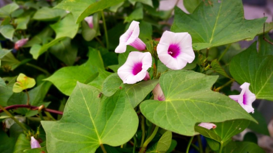 Povijnice batátová (Ipomoea batatas) s květy