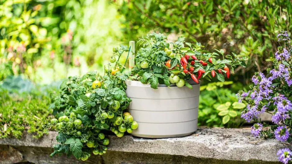 Keříčková rajčata a chilli papričky v samozavlažovací nádobě