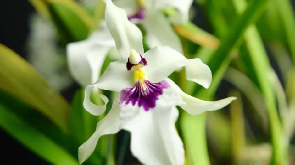 Orchidej Miltonia