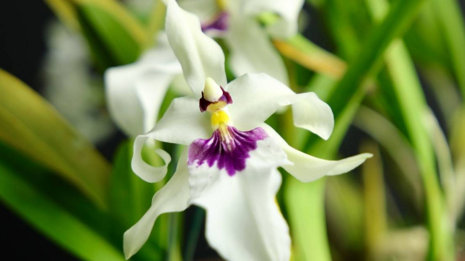 Orchidej Miltonia