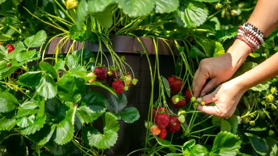 Převislý jahodník v květináči Převislý jahodník v květináči