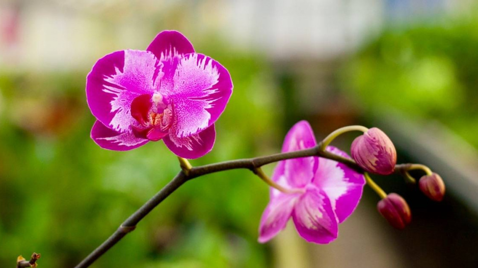 Orchidej můrovec (Phalaenopsis)