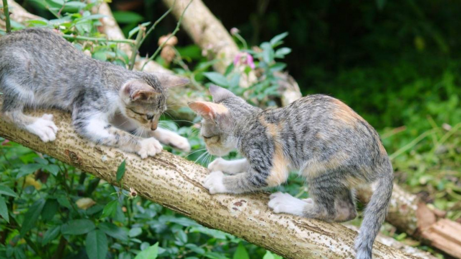 Koťata na stromě