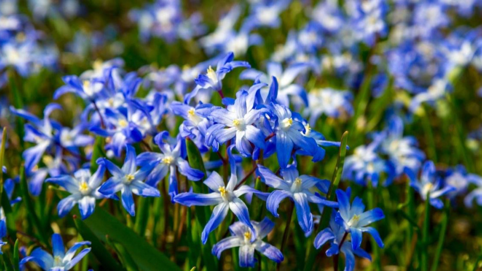 Ladonička bělomodrá nebo také zářící (Chionodoxa luciliae)