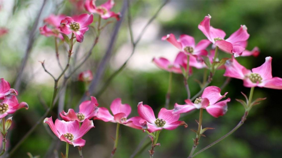 Dřín květnatý (Cornus florida)