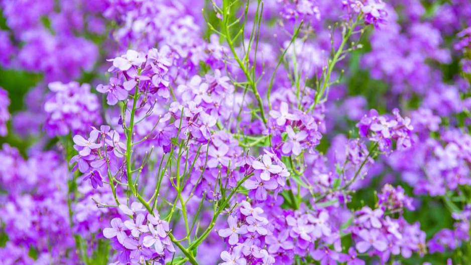 Večernice vonná (Hesperis matronalis)