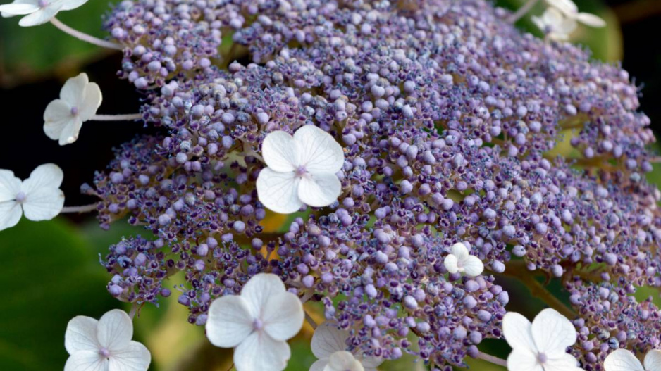 Hortenzie drsná (Hydrangea aspera ssp. sargentiana)