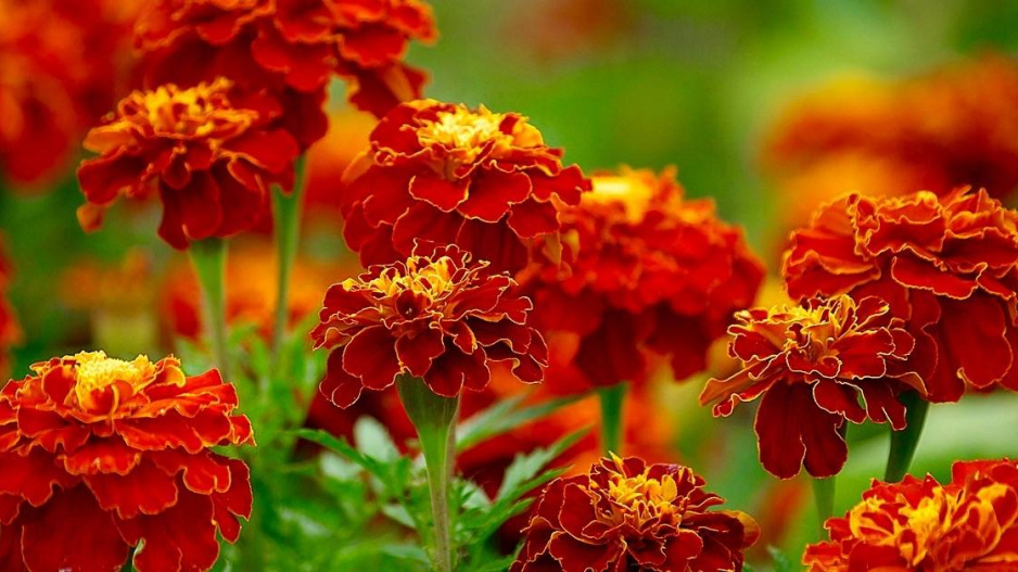 Aksamitník rozkladitý (Tagetes patula)