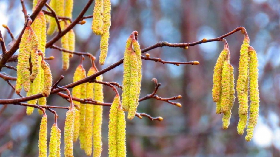 Líska obecná (Corylus avellana)