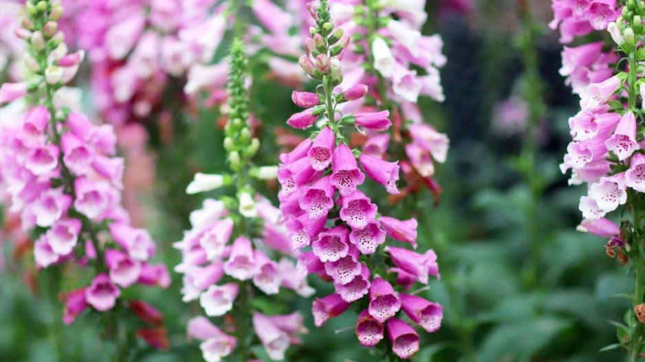 Náprstník červený (Digitalis purpurea)