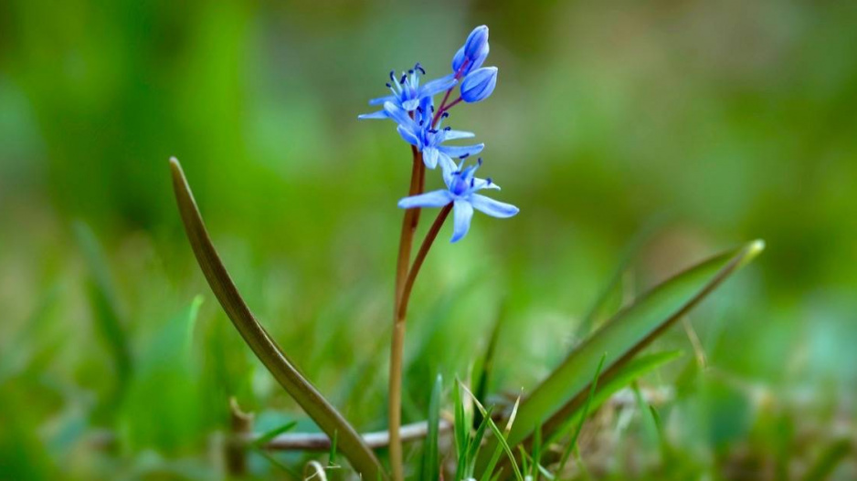 Ladoňka dvoulistá (Scilla bifolia)