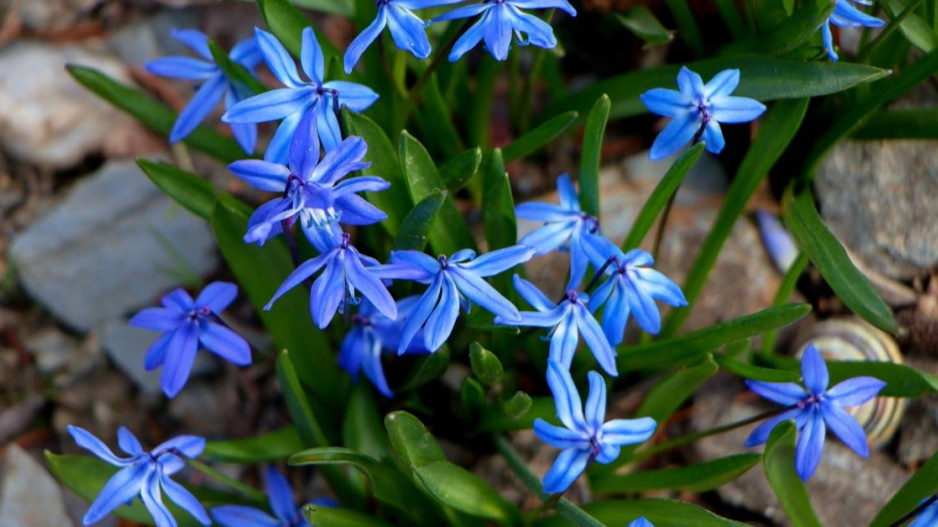 Ladoňka sibiřská (Scilla sibirica, nově Othocallis siberica)