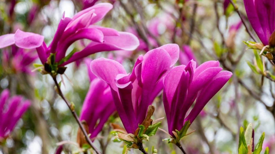 Květy magnólie, česky šácholanu