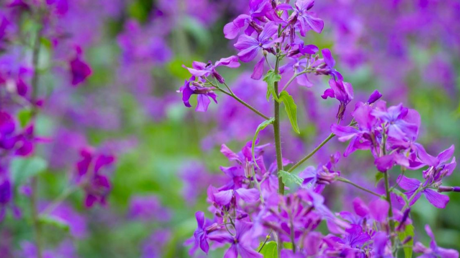 Večernice vonná (Hesperis matronalis)