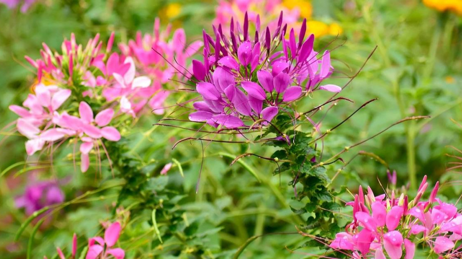 Luštěnice trnitá (Cleome hassleriana)