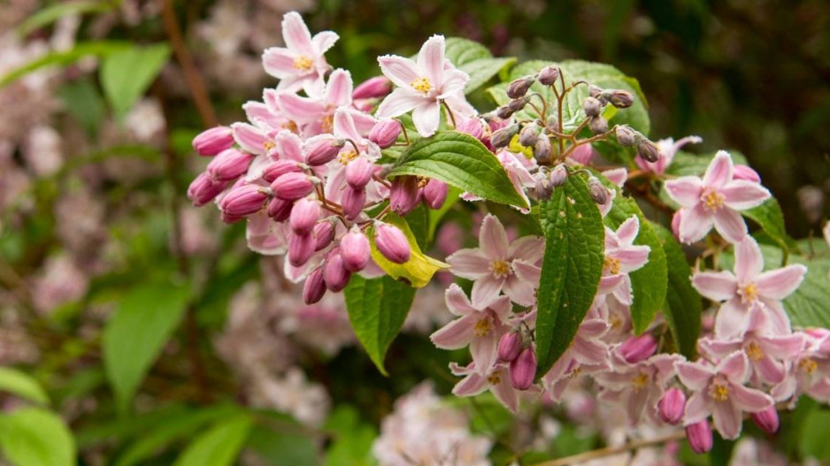 Trojpuk (Deutzia)