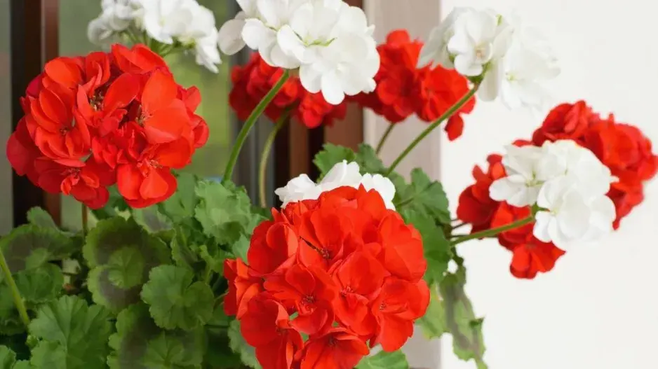 pelargonie páskatá