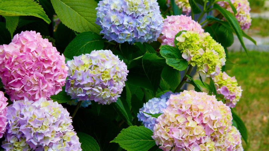 Hortenzie velkolistá (Hydrangea macrophylla)