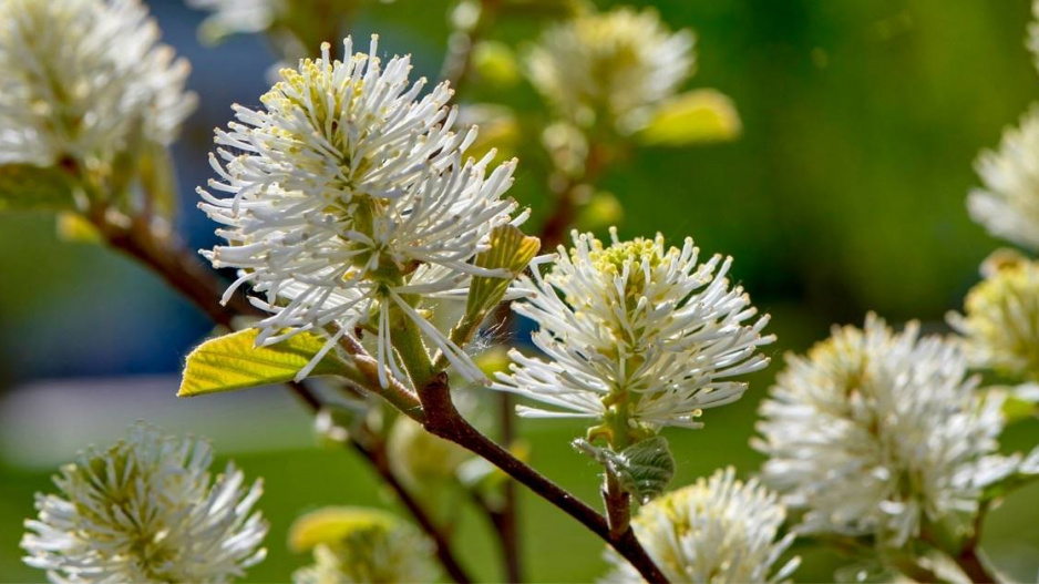 Kuska, fotergila (Fothergilla)