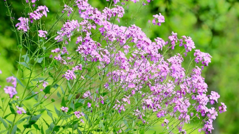 Večernice vonná (Hesperis matronalis)