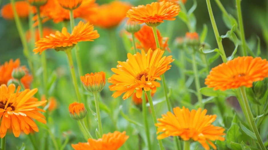 Měsíček lékařský (Calendula officinalis)