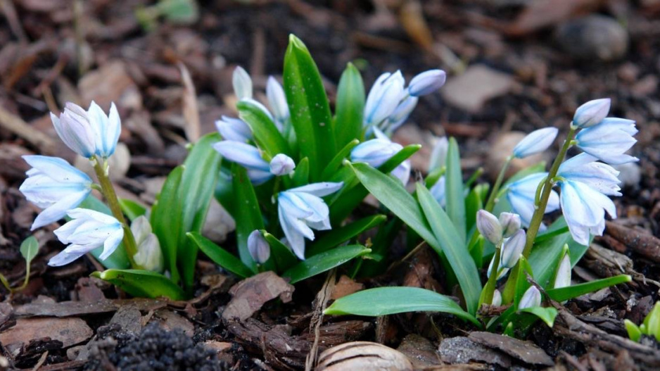 Ladoňka bleděmodrá (Scilla mischtschenkoana)