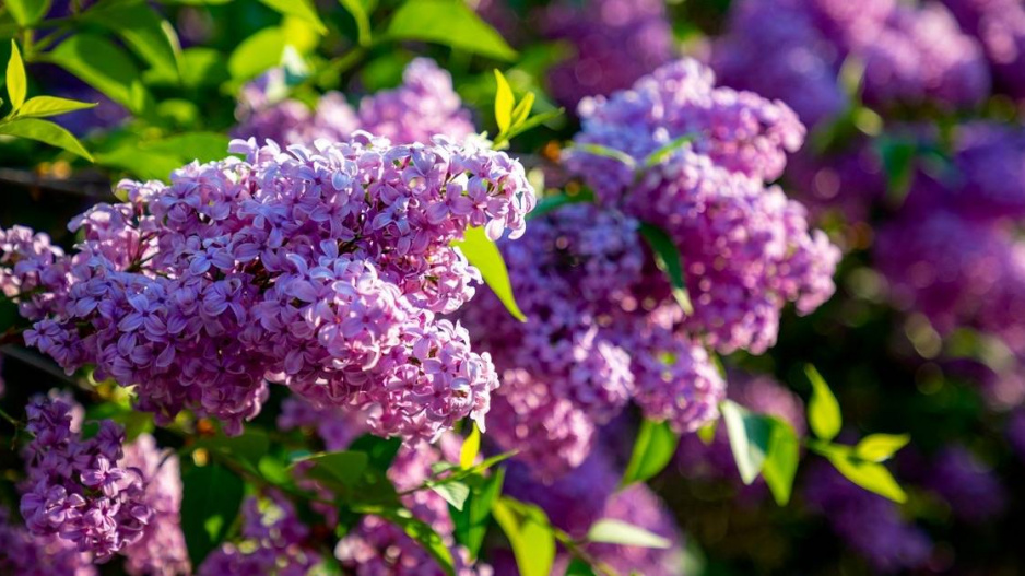 Šeřík obecný (Syringa vulgaris) 