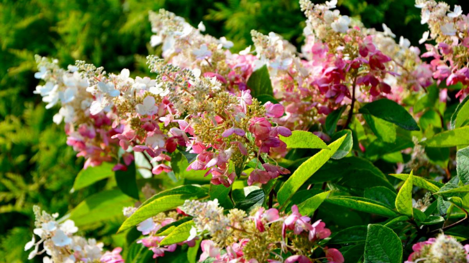 Hortenzie latnatá (Hydrangea paniculata) ’Pinky Winky’