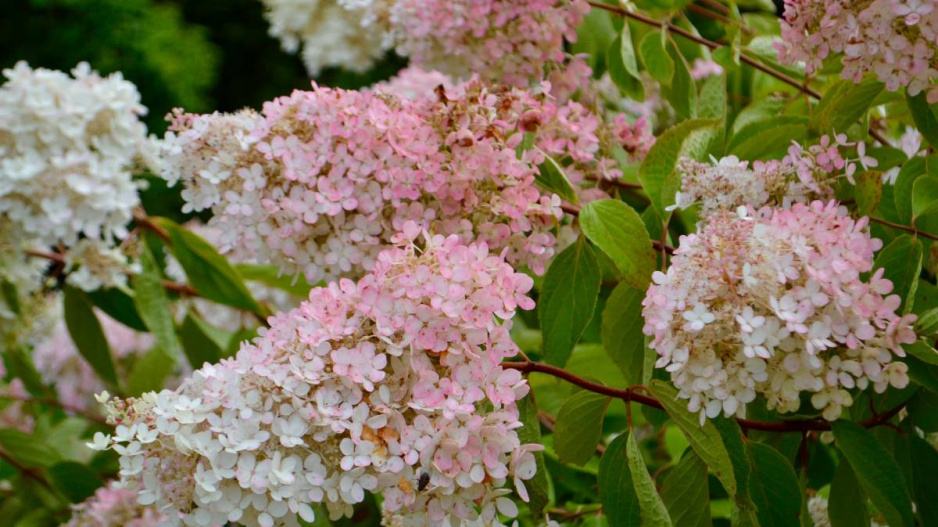 Hortenzie latnatá 'Grandiflora'