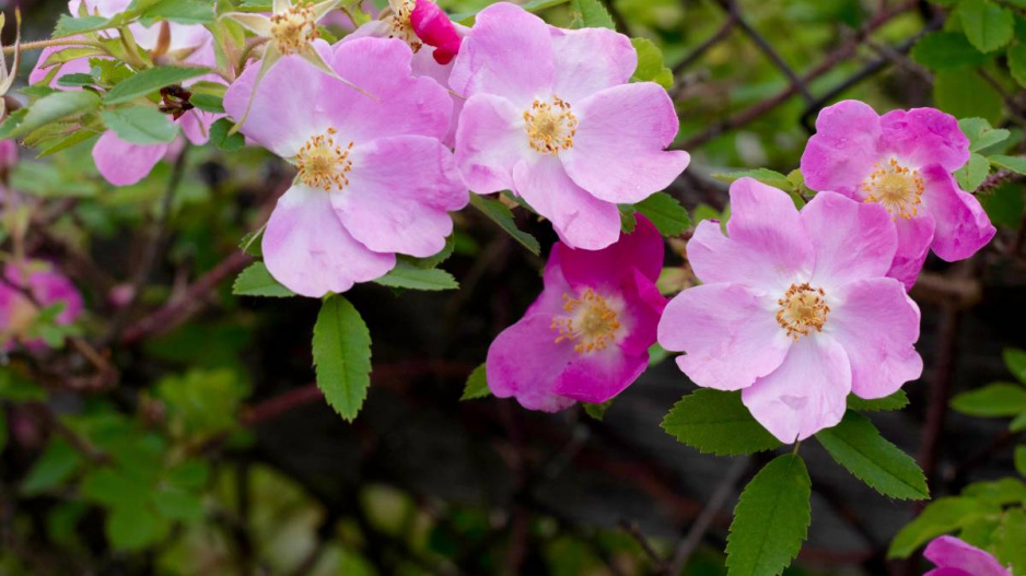Květy šípkové růže (Rosa canina)