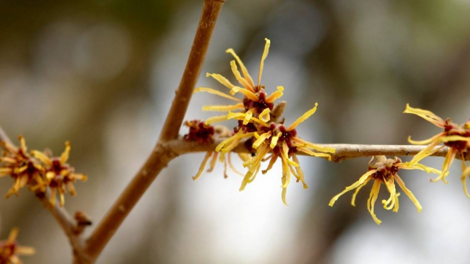 Vilín (Hamamelis)