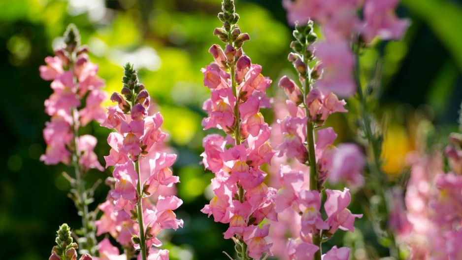 Hledík větší (Antirrhinum majus)