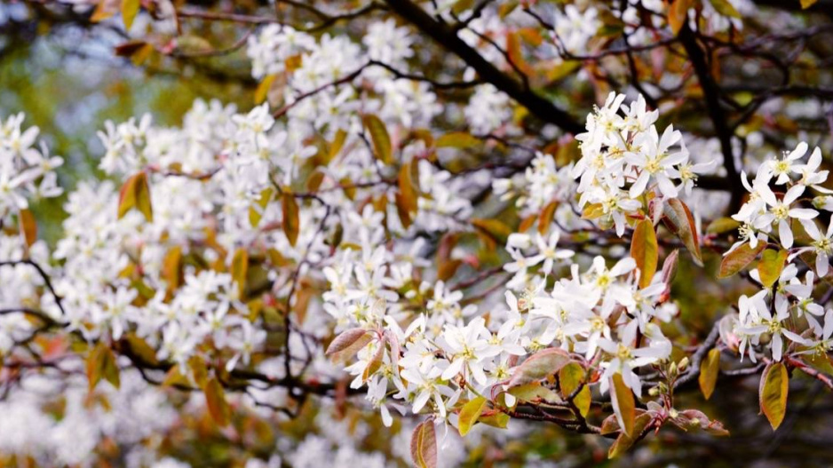 Muchovník (Amelanchier)