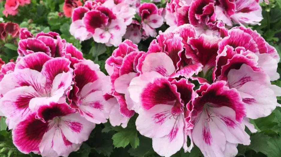 Poloplné květy muškátů