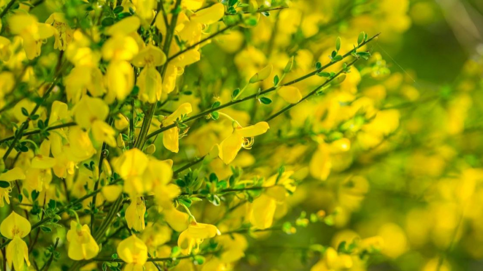 janovec metlatý (Cytisus scoparius)