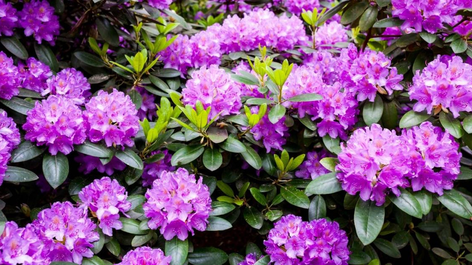 Pěnišník (Rhododendron)